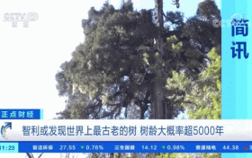 世界上最古老的樹(shù)？樹(shù)齡或超5000年！長(zhǎng)這樣→縮略圖