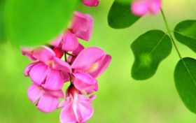 解碼二十四節(jié)氣 立夏：薰風(fēng)迎面萬物秀縮略圖