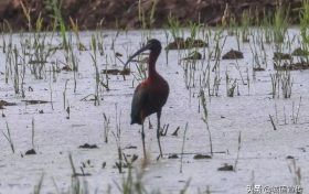 國家一級保護(hù)鳥類彩鹮，見過嗎？縮略圖