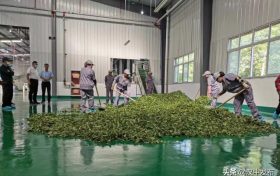 陜南最大黑毛茶生產(chǎn)基地落戶(hù)漢中勉縣縮略圖