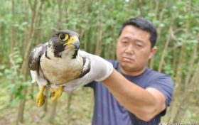 寧強(qiáng)成功救治國(guó)家二級(jí)重點(diǎn)保護(hù)動(dòng)物游隼縮略圖