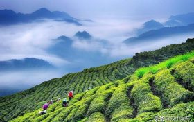 綜合產(chǎn)值超300億元！漢中成為西北地區(qū)最大的茶產(chǎn)業(yè)生產(chǎn)基地縮略圖