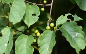 夏季被毒蛇咬傷怎么辦？十個(gè)問答幫你應(yīng)對(duì)縮略圖