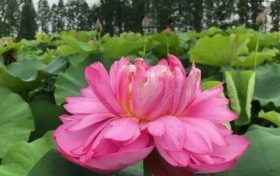 以夏天的名義，來漢中這里遇見不容錯(cuò)過的風(fēng)景！縮略圖