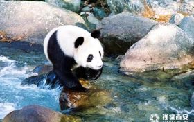 全國(guó)首家“秦嶺四寶”體驗(yàn)營(yíng)地將在陜西佛坪開(kāi)建縮略圖