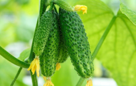 高溫來(lái)襲 棚栽黃瓜夏季管理有妙招縮略圖