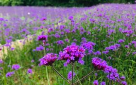 陜西夏日賞花乘涼攻略來了 快收下這份季節(jié)限定美好縮略圖