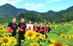 漢中新晉“網(wǎng)紅”向日葵花海，等你來打卡！縮略圖