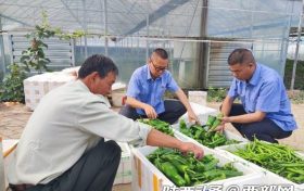 漢中車務(wù)段：育出“有機菜” 托起“致富夢”縮略圖