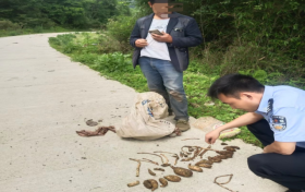 @漢中人！野生天麻，挖不得！縮略圖