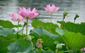 溫風(fēng)至，小暑來，長夏至此盛縮略圖