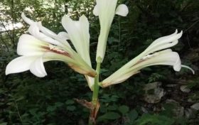 陜西秦嶺首次發(fā)現(xiàn)國家二級重點(diǎn)保護(hù)野生植物蕎麥葉大百合！縮略圖