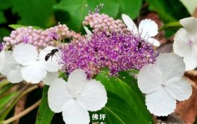 漢中佛坪首次發(fā)現(xiàn)秦嶺山中最神秘的花！縮略圖