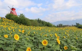 漢臺百畝向日葵花海怒放！免費打卡縮略圖