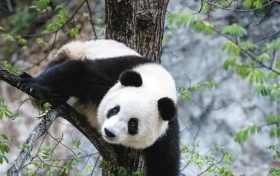漢中佛坪這位“美人”驚艷了世人！縮略圖