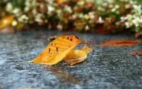 注意防范！關(guān)中陜南轉(zhuǎn)入持續(xù)性降水：前期暴雨點(diǎn)分散 后期多區(qū)域性暴雨局地有大暴雨縮略圖