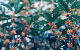 鎮(zhèn)巴山城桂花開 ，香飄十里醉滿城縮略圖