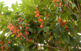 丹桂飄香秋意濃，莫要錯(cuò)過(guò)身邊的桂花香縮略圖