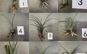 漢中多人因這花被罰款判刑縮略圖