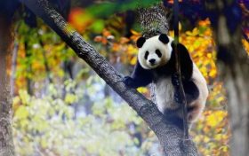 跟著熊貓的腳步，來一場浪漫的賞秋之旅！縮略圖