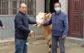 耕牛半夜“離家出走”，有驚無險！縮略圖
