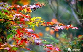 流金溢彩，秋色秘境，佛坪漫山紅葉已上線~縮略圖
