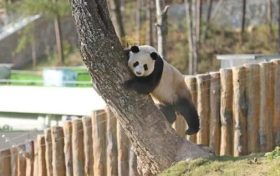 不愧是秦嶺大熊貓，光看照片就被可愛到了！縮略圖