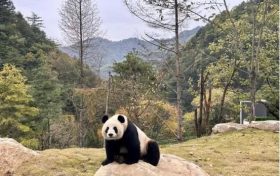 首批“住戶”在秦嶺大熊貓的“新家”住的習慣嗎？快來圍觀！縮略圖
