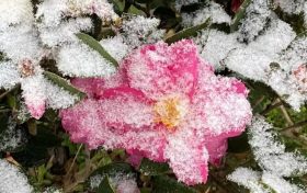 玉樹瓊枝！漢臺(tái)雪景美如畫！縮略圖