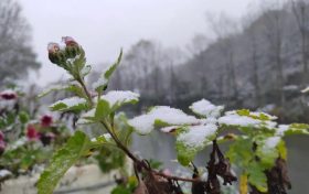 2022年西鄉(xiāng)駱家壩第一場(chǎng)雪！縮略圖