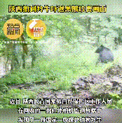 長青保護區(qū)黑熊與羚牛狹路相逢！縮略圖