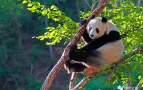 生活著130余只大熊貓的寶藏小城果然不一般！縮略圖