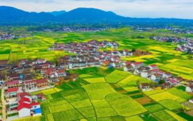 最新消息！南鄭區(qū)確定為2023中國最美油菜花海漢中旅游文化節(jié)主會場縮略圖