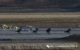 3只織女銀鷗！漢中首次發(fā)現(xiàn)→縮略圖