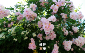 春暖花開的序曲即將奏響，佛坪賞花指南為您送上！縮略圖
