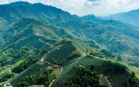 漢中西鄉(xiāng)：春茶采摘正當(dāng)時 茶旅電商促振興縮略圖
