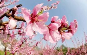 桃花依舊笑春風(fēng)，漢臺(tái)區(qū)這個(gè)地方千余畝桃林正在怒放縮略圖