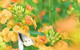 五彩斑斕的油菜花，回暖的三月不妨去皇塘尋找它！縮略圖