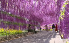 南鄭春意濃 花開迎遠客縮略圖