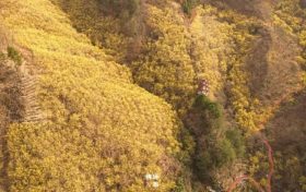 重大標(biāo)志性進(jìn)展！漢中填補(bǔ)空白！縮略圖