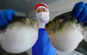 ?注意！近期有人因它中毒，0.5毫克可致死縮略圖