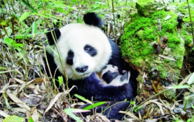 奇山秀水+秦楚巴蜀！漢中“贏麻”了縮略圖