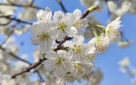 西鄉(xiāng)櫻花開了，快來賞花吧縮略圖