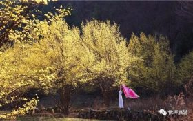 山茱萸：野嶺上的月光樹縮略圖