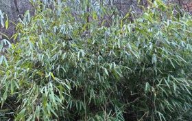 首次！佛坪人工竹林引來野生大熊貓！縮略圖