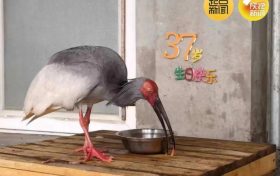 破紀(jì)錄！全球最長壽朱鹮平平37歲啦！縮略圖