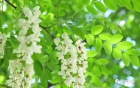 采擷春天的“珍饈野菜”，快來佛坪一飽口福吧！縮略圖