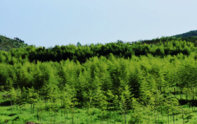 開辟新路徑！城固陳家灣村這個(gè)基地有亮點(diǎn)→縮略圖
