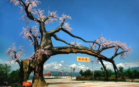 “五一”假期，西鄉(xiāng)櫻桃溝景區(qū)提升現(xiàn)新貌！縮略圖