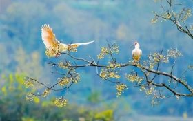 572種！陜西鳥類40余年新增200多種縮略圖